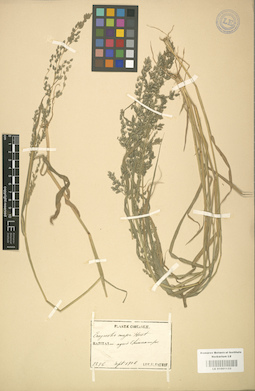 LE 01001133