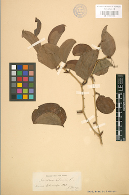 LE 01001156