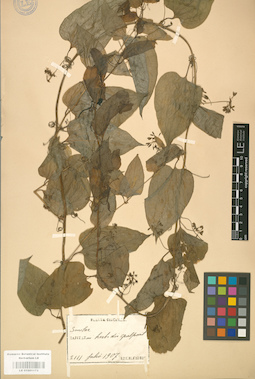 LE 01001173