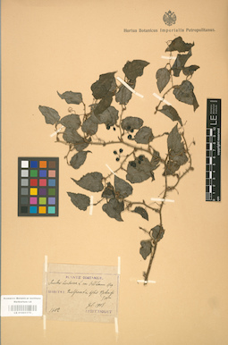 LE 01001175