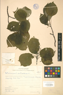 LE 01001178