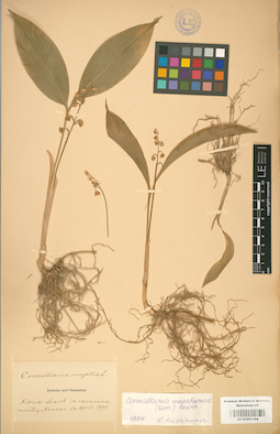 LE 01001184