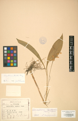 LE 01001185