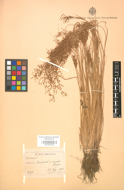 LE 01001335