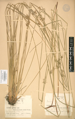 LE 01001410
