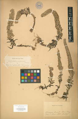 LE 01001681