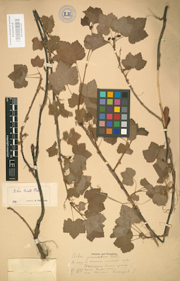 LE 01001747