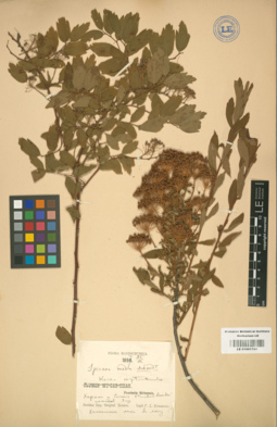 LE 01001780