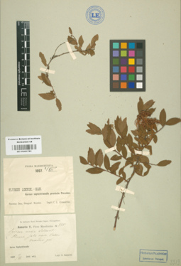 LE 01001781
