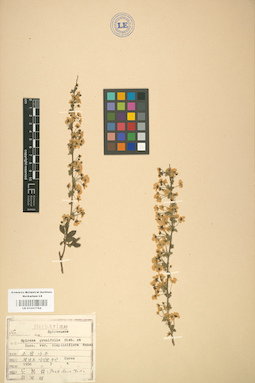LE 01001784