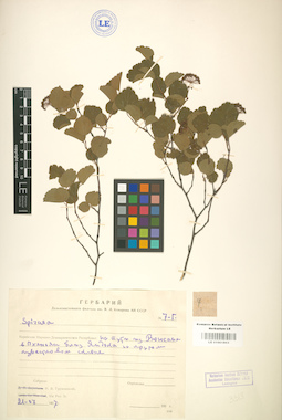 LE 01001803