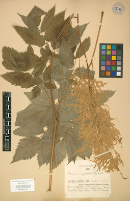 LE 01001808