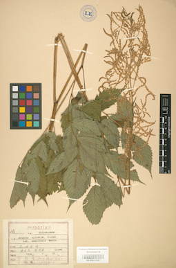 LE 01001809