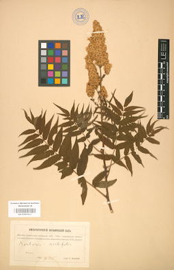 LE 01001811