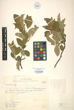 LE 01001817