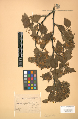 LE 01001832