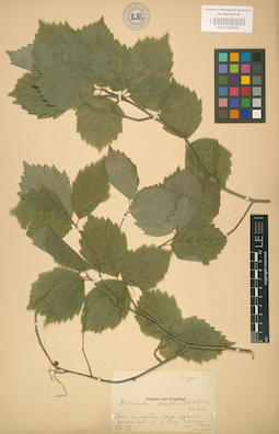 LE 01001838