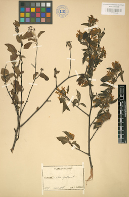 LE 01001849