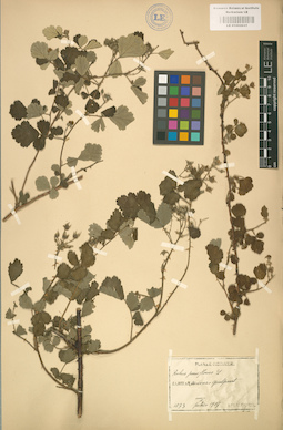 LE 01002031