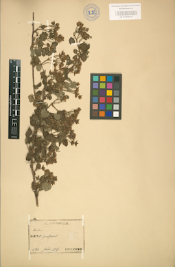 LE 01002033