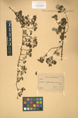 LE 01002035