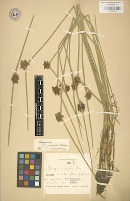 LE 01002506