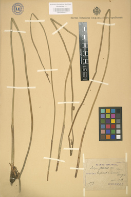 LE 01002517