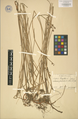 LE 01002523