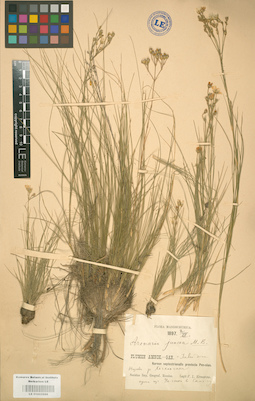 LE 01002888