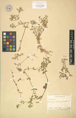 LE 01002905