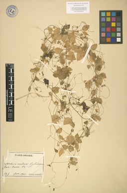 LE 01002935