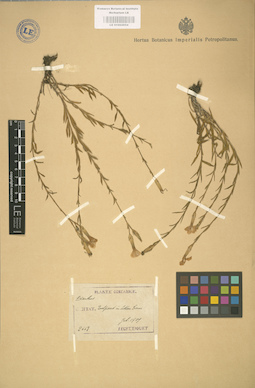 LE 01002954