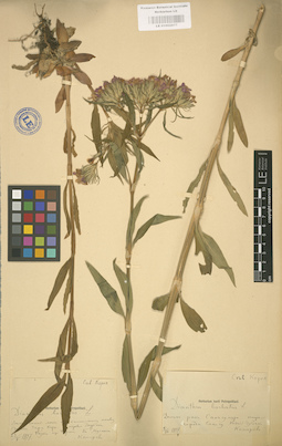 LE 01002977
