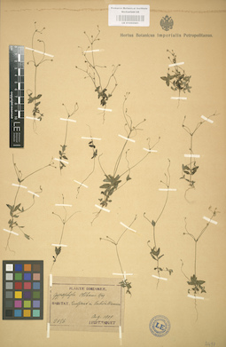 LE 01002981