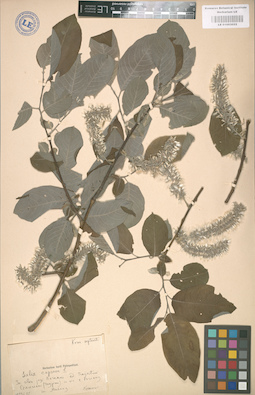 LE 01003022
