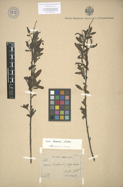 LE 01003032