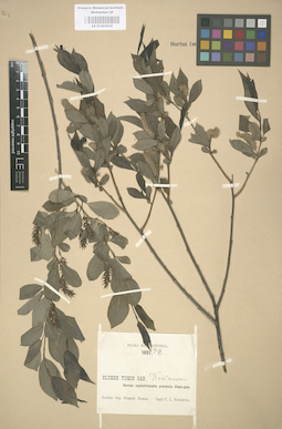 LE 01003035