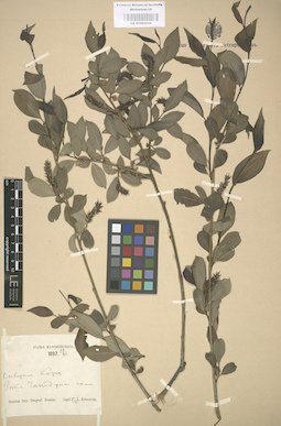 LE 01003036
