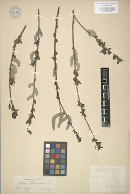 LE 01003044