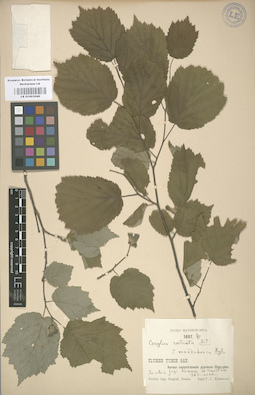 LE 01003049