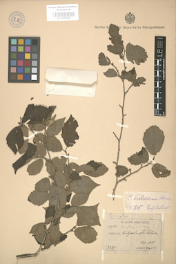 LE 01003052