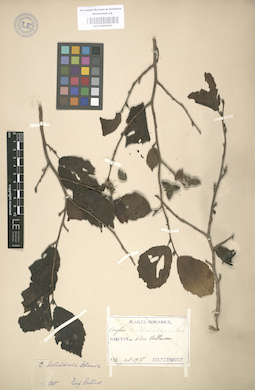 LE 01003053