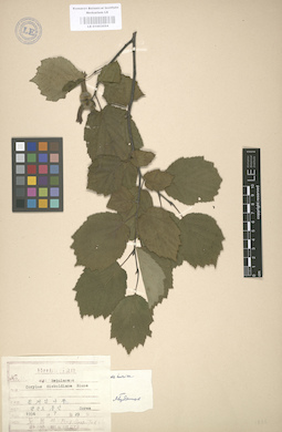 LE 01003054