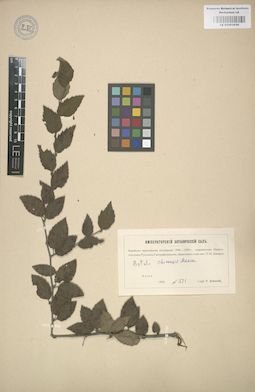 LE 01003056