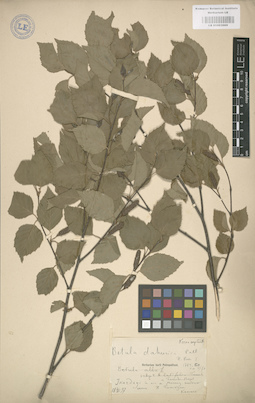 LE 01003069