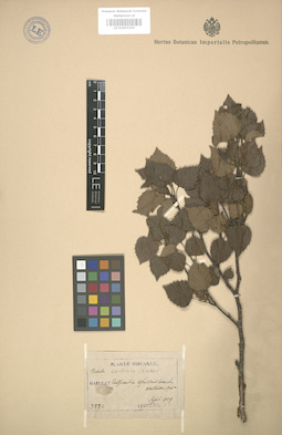 LE 01003104