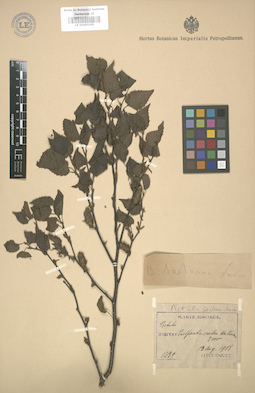 LE 01003105