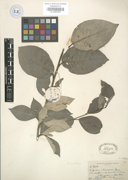 LE 01003144