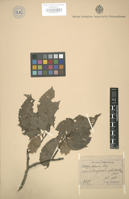 LE 01003173