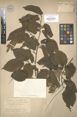 LE 01003174